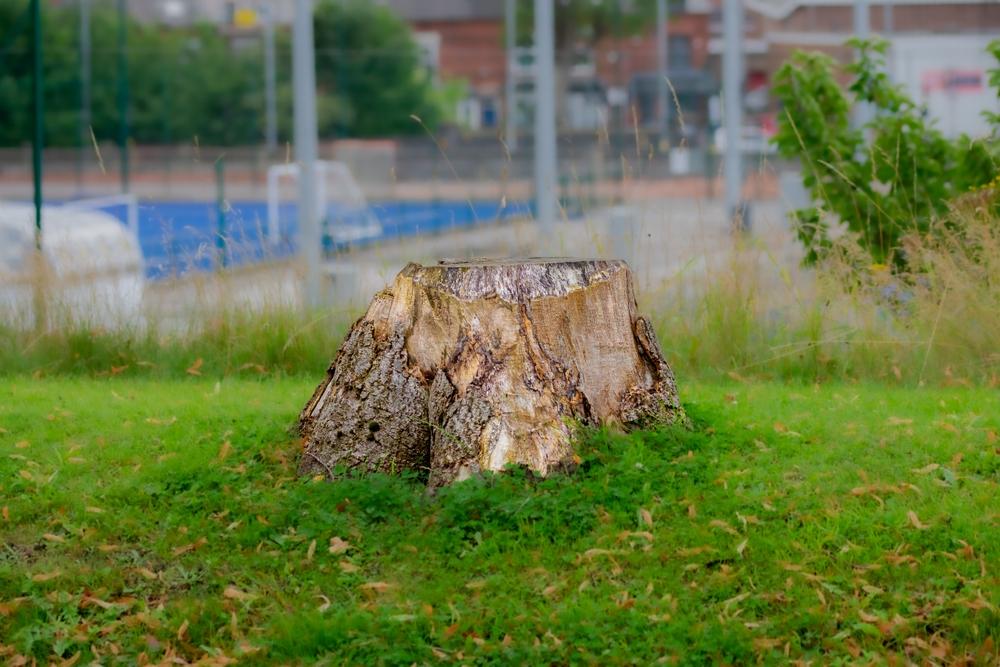 Wooden,Tree,Stump,Against,Industrial,Background